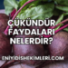 Çükündür Faydaları Nelerdir?