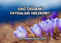 Dağ Çiğdemi Faydaları Nelerdir?