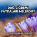 Dağ Çiğdemi Faydaları Nelerdir?