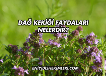 Dağ Kekiği Faydaları Nelerdir?