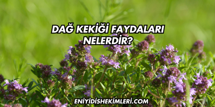 Dağ Kekiği Faydaları Nelerdir?