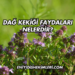 Dağ Kekiği Faydaları Nelerdir?