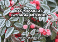 Dağ Muşmulası Faydaları Nelerdir?