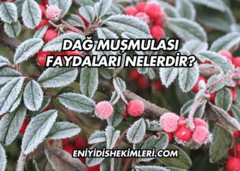 Dağ Muşmulası Faydaları Nelerdir?