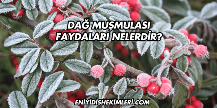 Dağ Muşmulası Faydaları Nelerdir?
