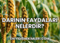 Darının Faydaları Nelerdir?