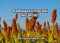Darının Faydaları Nelerdir?