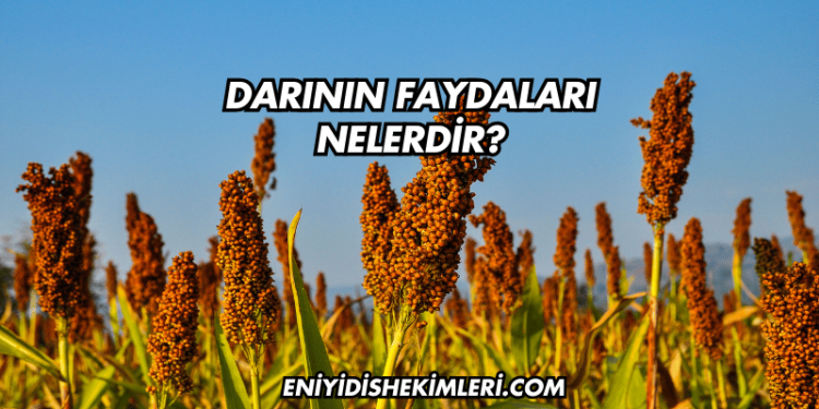 Darının Faydaları Nelerdir?