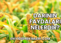 Darının Faydaları Nelerdir?