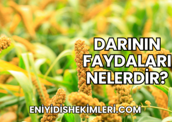 Darının Faydaları Nelerdir?