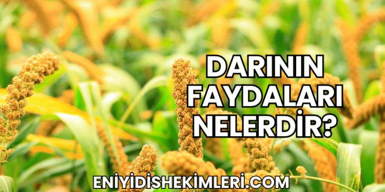 Darının Faydaları Nelerdir?