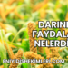 Darının Faydaları Nelerdir?