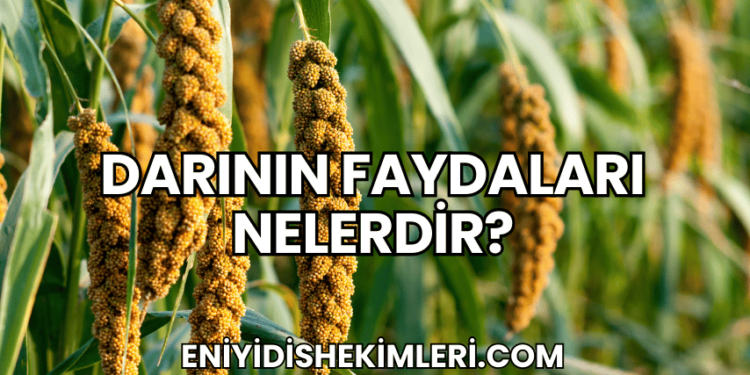 Darının Faydaları Nelerdir?