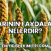 Darının Faydaları Nelerdir?