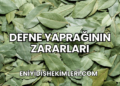 Defne Yaprağının Zararları