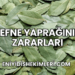 Defne Yaprağının Zararları
