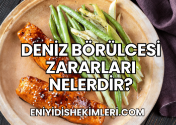 Deniz Börülcesi Zararları Nelerdir