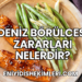Deniz Börülcesi Zararları Nelerdir
