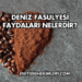 Deniz Fasulyesi Faydaları Nelerdir?