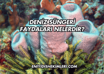Deniz Süngeri Faydaları Nelerdir?