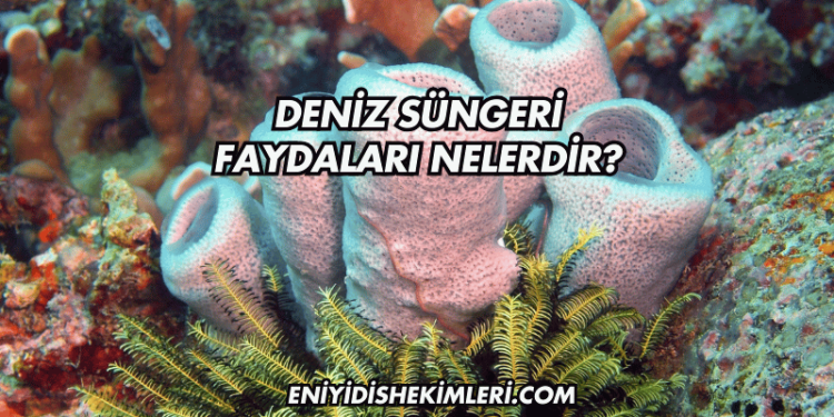Deniz Süngeri Faydaları Nelerdir?