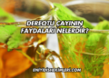 Dereotu Çayının Faydaları Nelerdir?