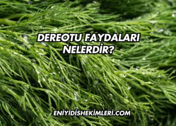 Dereotu Faydaları Nelerdir?