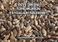 Deve Dikeni Tohumunun Faydaları Nelerdir?