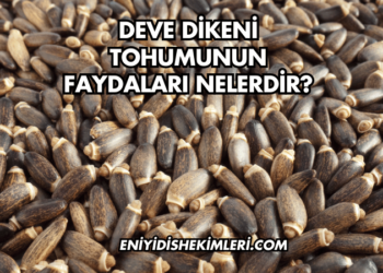 Deve Dikeni Tohumunun Faydaları Nelerdir?