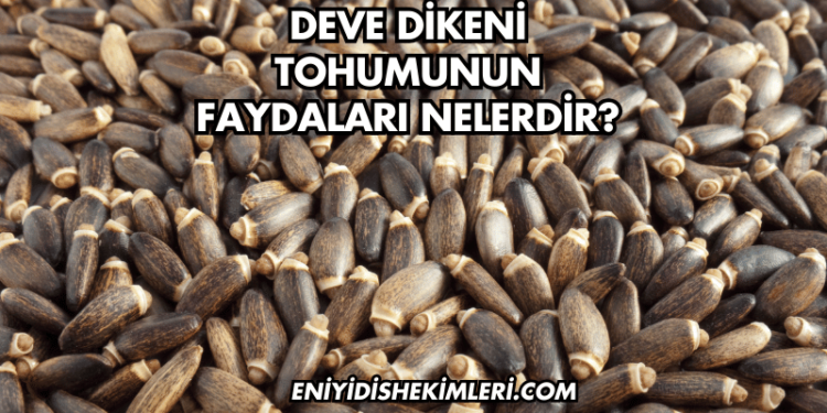 Deve Dikeni Tohumunun Faydaları Nelerdir?