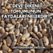 Deve Dikeni Tohumunun Faydaları Nelerdir?