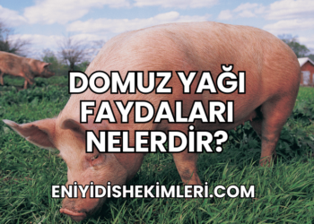 Domuz Yağı Faydaları Nelerdir?