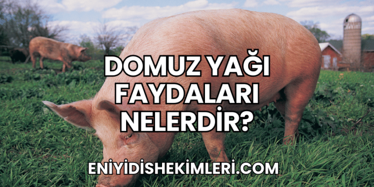 Domuz Yağı Faydaları Nelerdir?