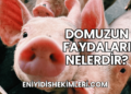 Domuzun Faydaları Nelerdir?