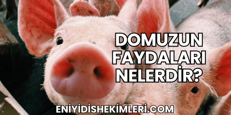 Domuzun Faydaları Nelerdir?