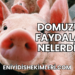 Domuzun Faydaları Nelerdir?