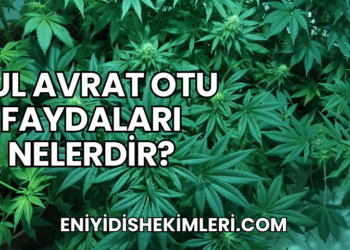 Dul Avrat Otu Faydaları Nelerdir?