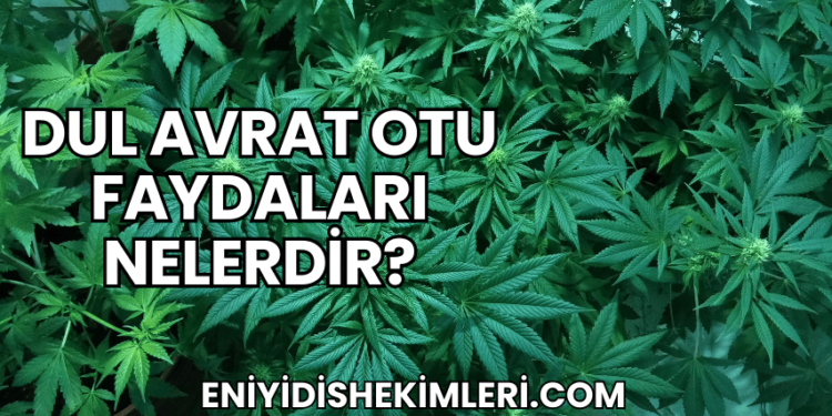 Dul Avrat Otu Faydaları Nelerdir?