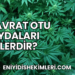Dul Avrat Otu Faydaları Nelerdir?
