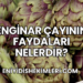 Enginar Çayının Faydaları Nelerdir?