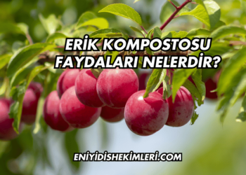 Erik Kompostosu Faydaları Nelerdir?