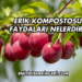Erik Kompostosu Faydaları Nelerdir?
