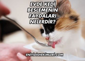 Evde Kedi Beslemenin Faydaları Nelerdir?