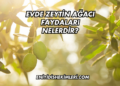 Evde Zeytin Ağacı Faydaları Nelerdir?