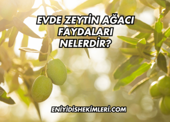 Evde Zeytin Ağacı Faydaları Nelerdir?