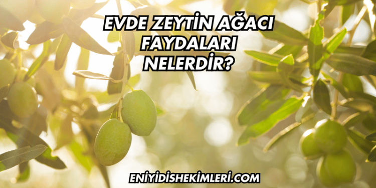 Evde Zeytin Ağacı Faydaları Nelerdir?