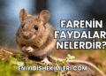 Farenin Faydaları Nelerdir?