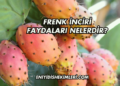 Frenk İnciri Faydaları Nelerdir?