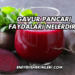 Gavur Pancarı Faydaları Nelerdir?