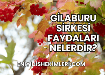 Gilaburu Sirkesi Faydaları Nelerdir?